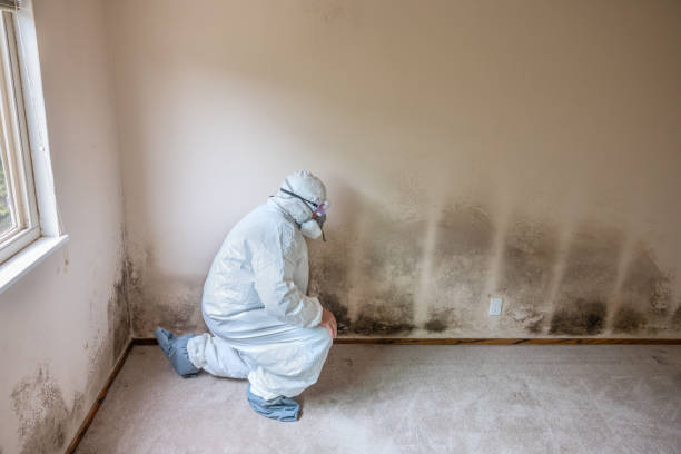 Best White Mold Remediation in Baraboo, WI