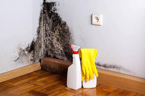 Best Basement Mold Remediation in Baraboo, WI